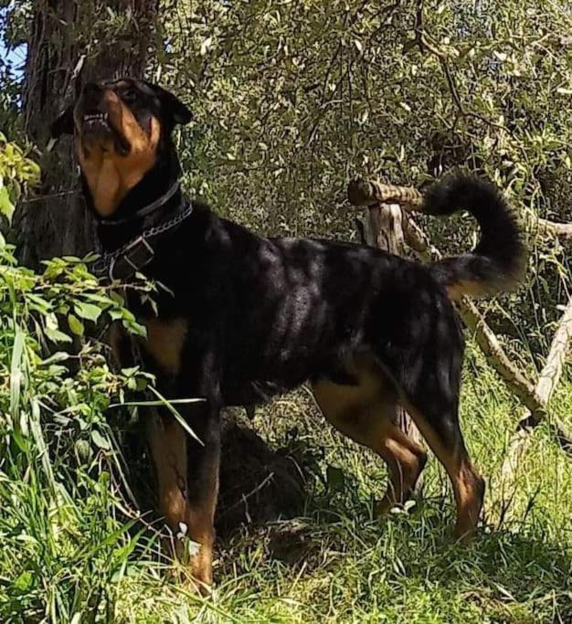 Casa Vacanza In Casale Vicino Orvieto Ficulle Zewnętrze zdjęcie